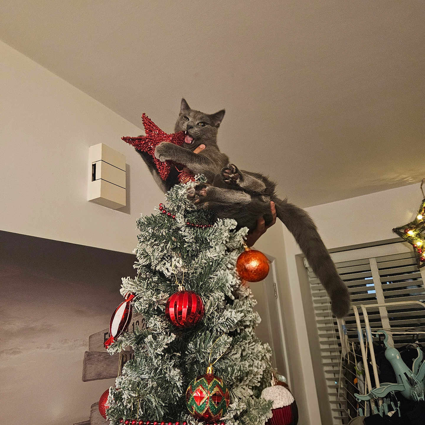 Pao is registered to the contest to win money with this photo: animal, cat, celebration, christmas_tree, decorations, festive, funny, furniture, grey_cat, holiday, home, indoor, lights, ornament, person_holding, playful, red_star, seasonal, tree_topper, window_blinds