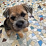 Amsson participe au concours pour gagner de l'argent avec cette photo : animal, black_nose, brown_fur, close_up, colorful, companion, cute, dog, ears, floor_tiles, friendly, looking_up, mosaic_floor, outdoor, pet, portrait, scruffy, sitting, texture, whiskers