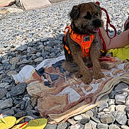 Amsson a rejoint le concours — aidez-le/la à gagner de superbes lots ! beach, casual, dog, flip_flops, hand, leash, orange_harness, outdoor, panting, person, relaxed, resting, rocks, small_dog, stairs, summer, sunlight, towel, vacation, walking_path