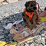 beach, casual, dog, flip_flops, hand, leash, orange_harness, outdoor, panting, person, relaxed, resting, rocks, small_dog, stairs, summer, sunlight, towel, vacation, walking_path