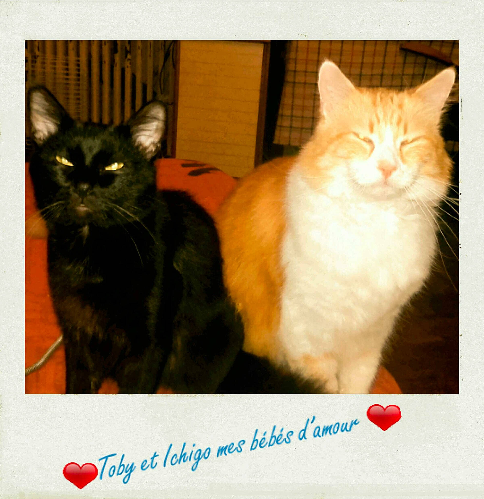 Toby participe au concours pour gagner de l'argent avec cette photo : asian, black_cat, carnivore, cat, cymric, domestic_short_haired_cat, european_shorthair, fawn, felidae, german_rex, kitten, maine_coon, mammal, norwegian_forest_cat, photo_caption, polydactyl_cat, small_to_medium_sized_cats, tail, vertebrate, whiskers