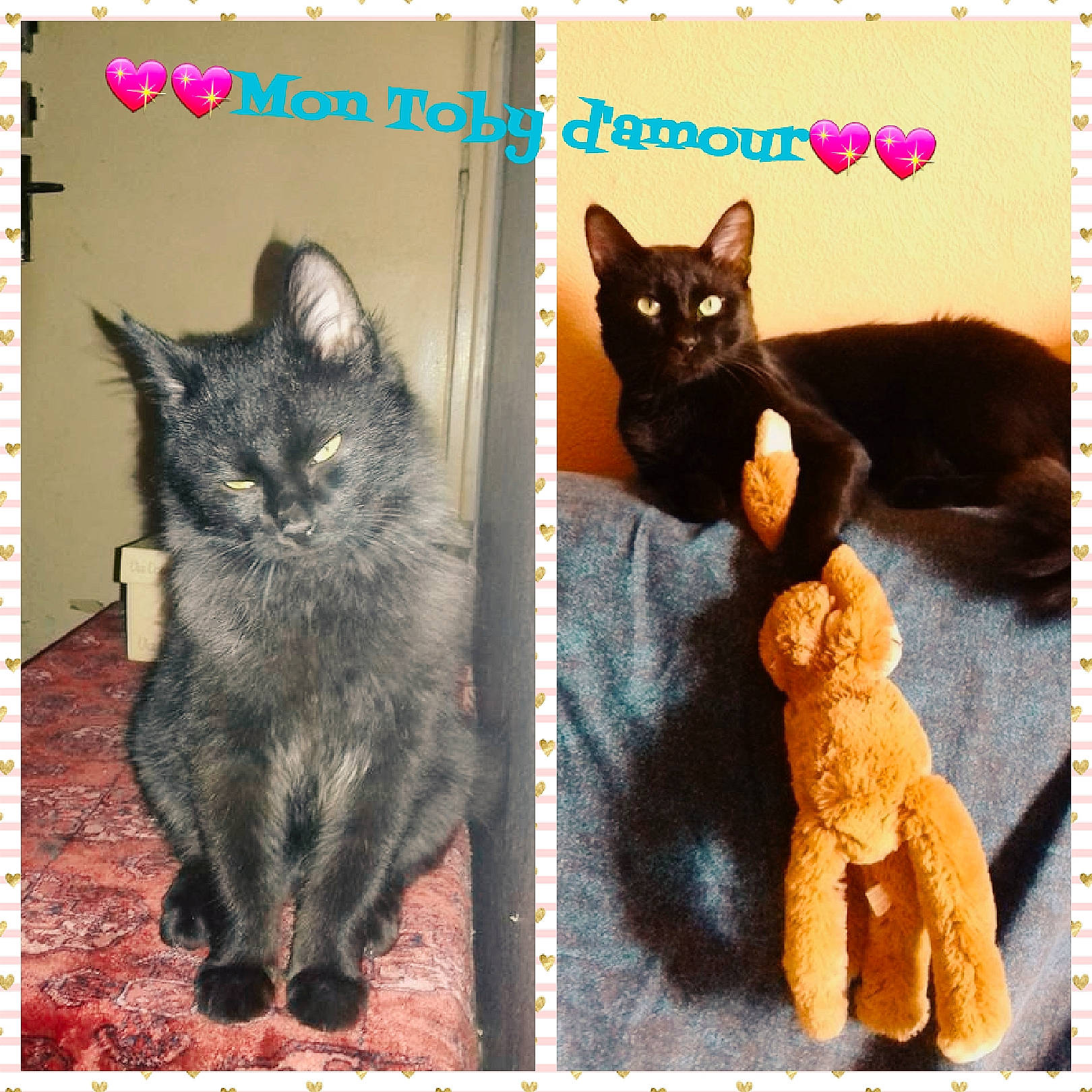 Toby participe au concours pour gagner de l'argent avec cette photo : asian, black_cat, carnivore, cat, domestic_short_haired_cat, european_shorthair, felidae, kitten, photo_caption, polydactyl_cat, small_to_medium_sized_cats, whiskers