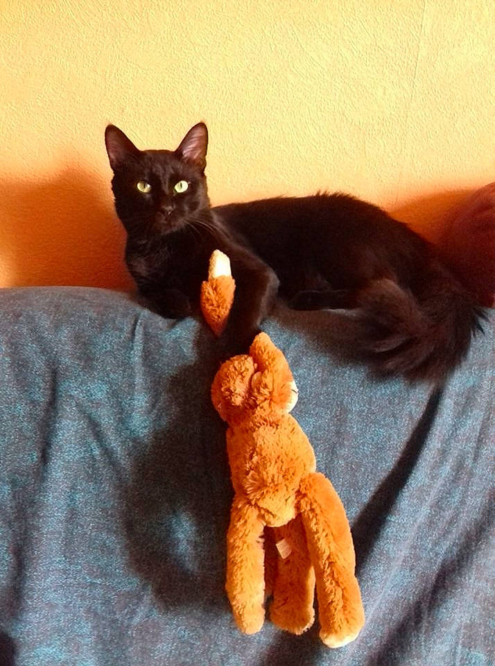 Toby a rejoint le concours — aidez-le/la à gagner de superbes lots ! asian, black_cat, carnivore, cat, claw, devon_rex, felidae, fur, german_rex, kitten, paw, plush, polydactyl_cat, rex_cat, small_to_medium_sized_cats, stuffed_toy, tail, toy, whiskers