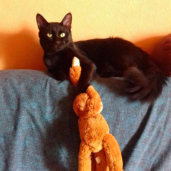 Toby