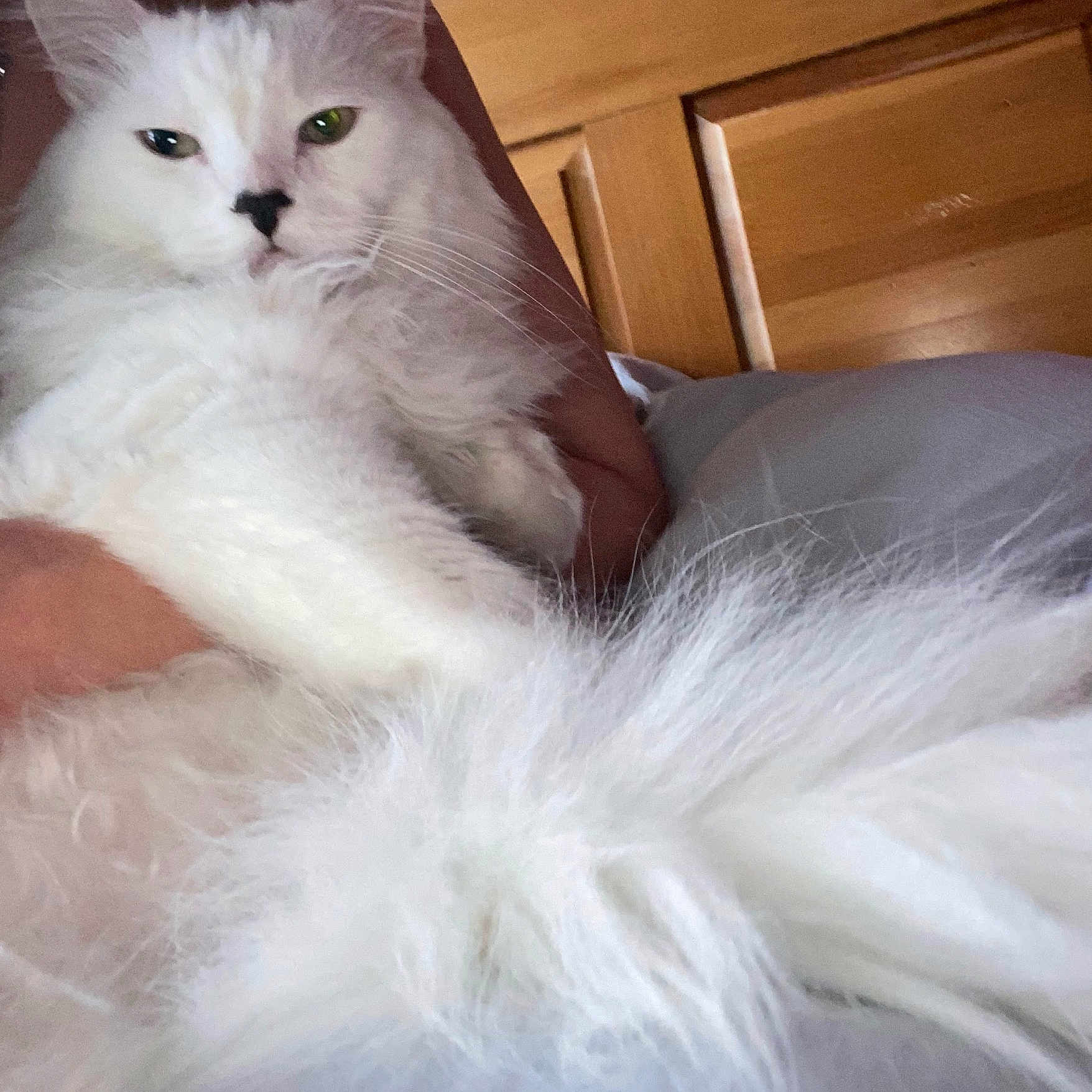 Spike is registered to the contest to win money with this photo: angora, animal, bed, bedroom, blanket, cat, cushion, face, furniture, head, homedecor, indoors, kitten, person, pet, photography, portrait, room, sleeping, white