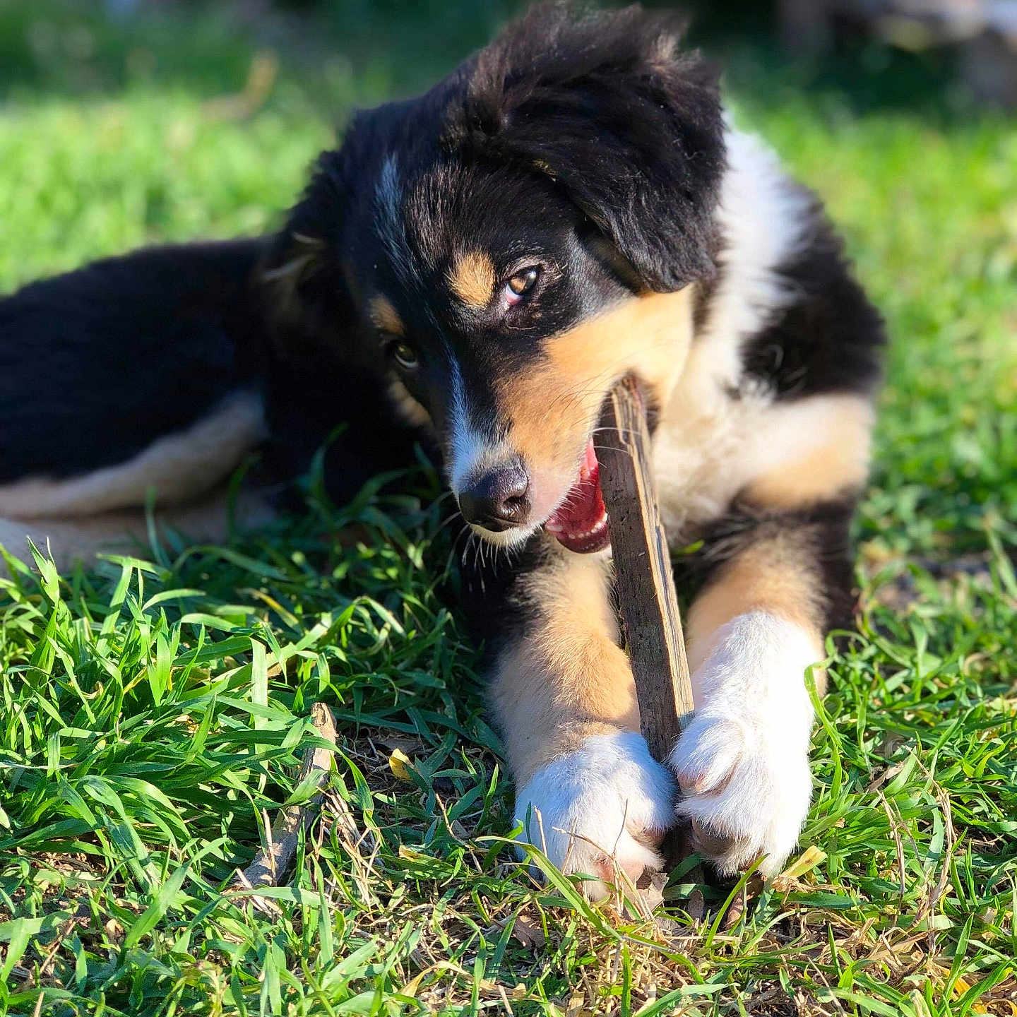 Sparky a rejoint le concours — aidez-le/la à gagner de superbes lots ! accessories, animal, ball, canine, dog, football, grass, hound, husky, lawn, outdoors, pet, plant, puppy, soccer, soccerball, sport, strap, tennis, tennisball