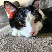 Sylvester joined the competition — help win amazing prizes! animal, black_and_white, cat, close_up, couch, cute, domestic, ears, eyes, feline, fur, home, indoor, lying_down, mammal, nose, pet, relaxed, resting, whiskers