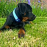 dog, puppy, black_and_tan, rottweiler, collar, blue_collar, sitting, lying_down, grass, lawn, garden, flowers, purple_flowers, brick_wall, outdoor, backyard, pet, animal, portrait, daylight