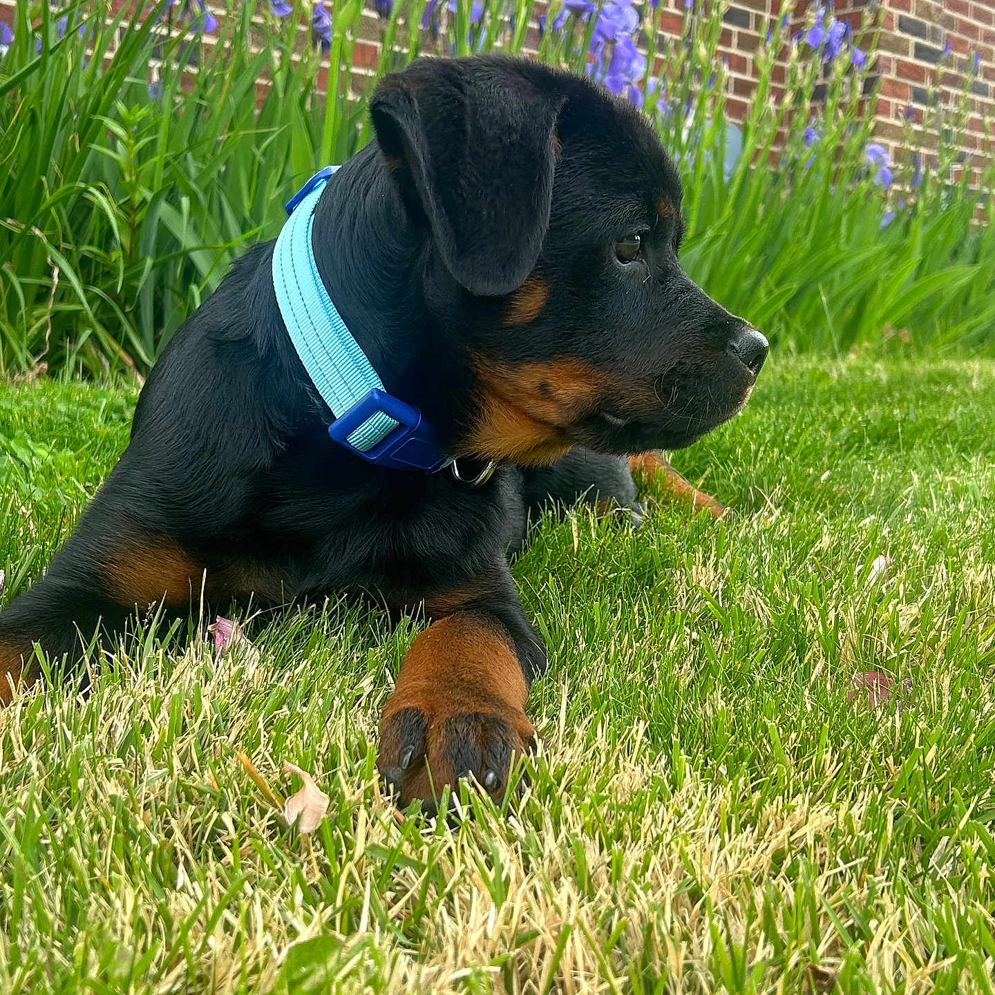 Elvis joined the competition — help win amazing prizes! dog, puppy, black_and_tan, rottweiler, collar, blue_collar, sitting, lying_down, grass, lawn, garden, flowers, purple_flowers, brick_wall, outdoor, backyard, pet, animal, portrait, daylight