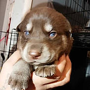 Bear joined the competition — help win amazing prizes! animal, blue_eyes, blur, brown_fur, cage, close_up, cute, dog, domestic_animal, face, furry, hand, holding, indoor, mammal, paw, pet, puppy, small_puppy, young_dog