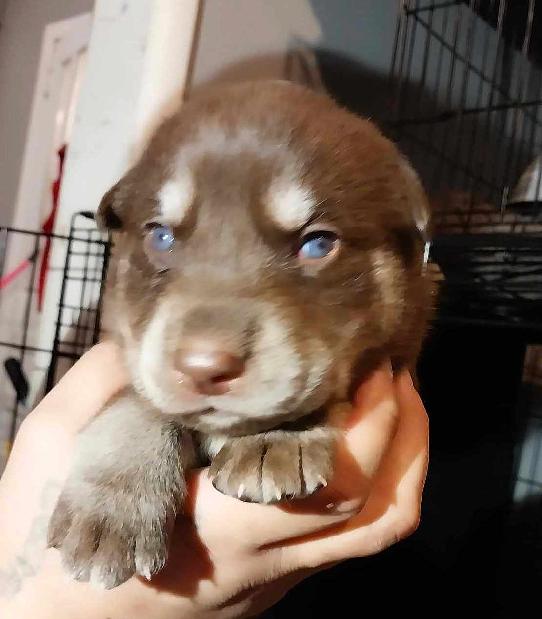 Bear