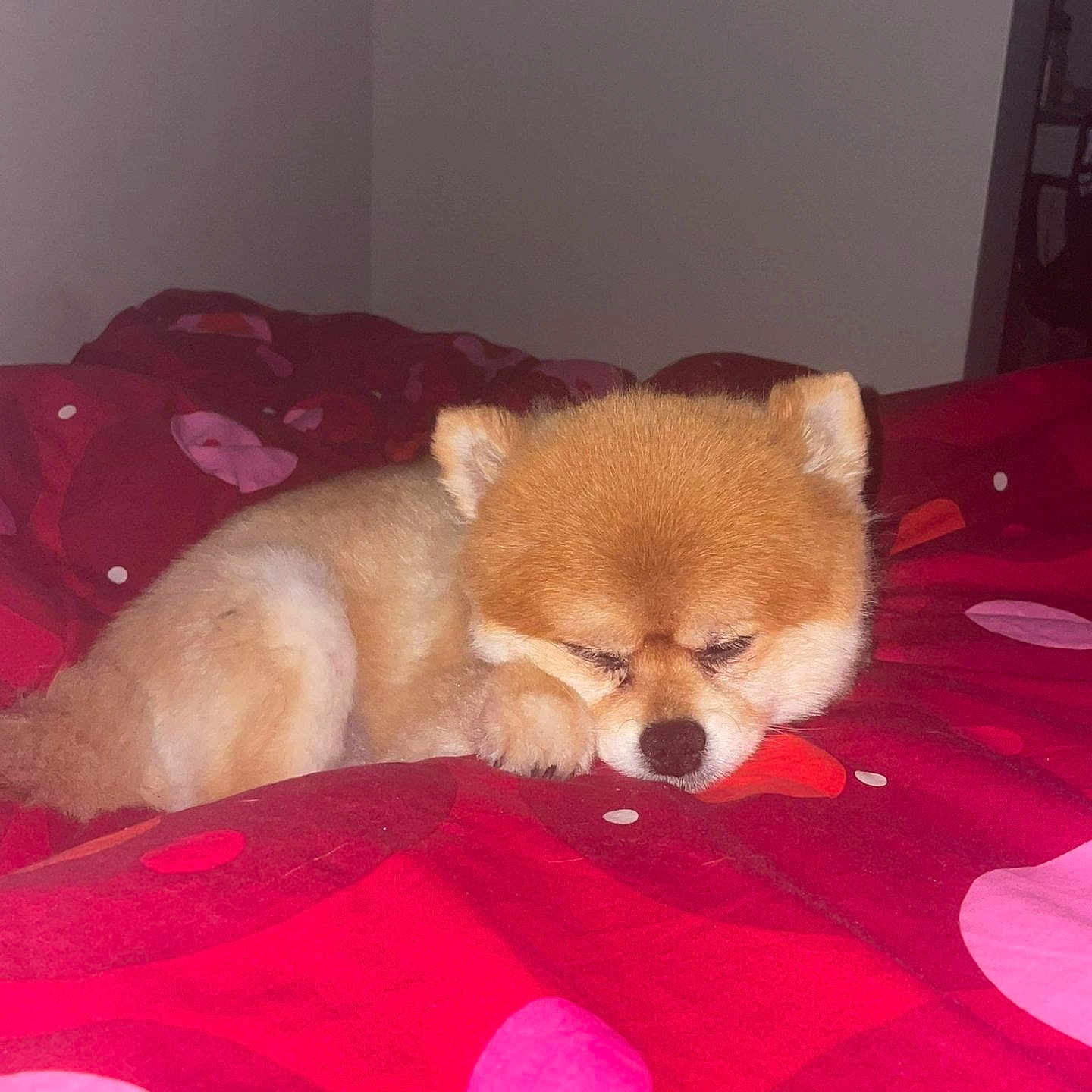 Lego a rejoint le concours — aidez-le/la à gagner de superbes lots ! animal, ball, bed, bedroom, blanket, canine, chow, cushion, dog, furniture, homedecor, indoors, interiordesign, person, pet, puppy, quilt, room, sleeping, sport