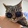Zarco joined the competition — help win amazing prizes! cat, tabby_cat, sunglasses, fashion, pet, animal, portrait, closeup, whiskers, ears, fur, striped_fur, gray_cat, brown_cat, indoor, person, arm, wristwatch, accessory, cool_cat