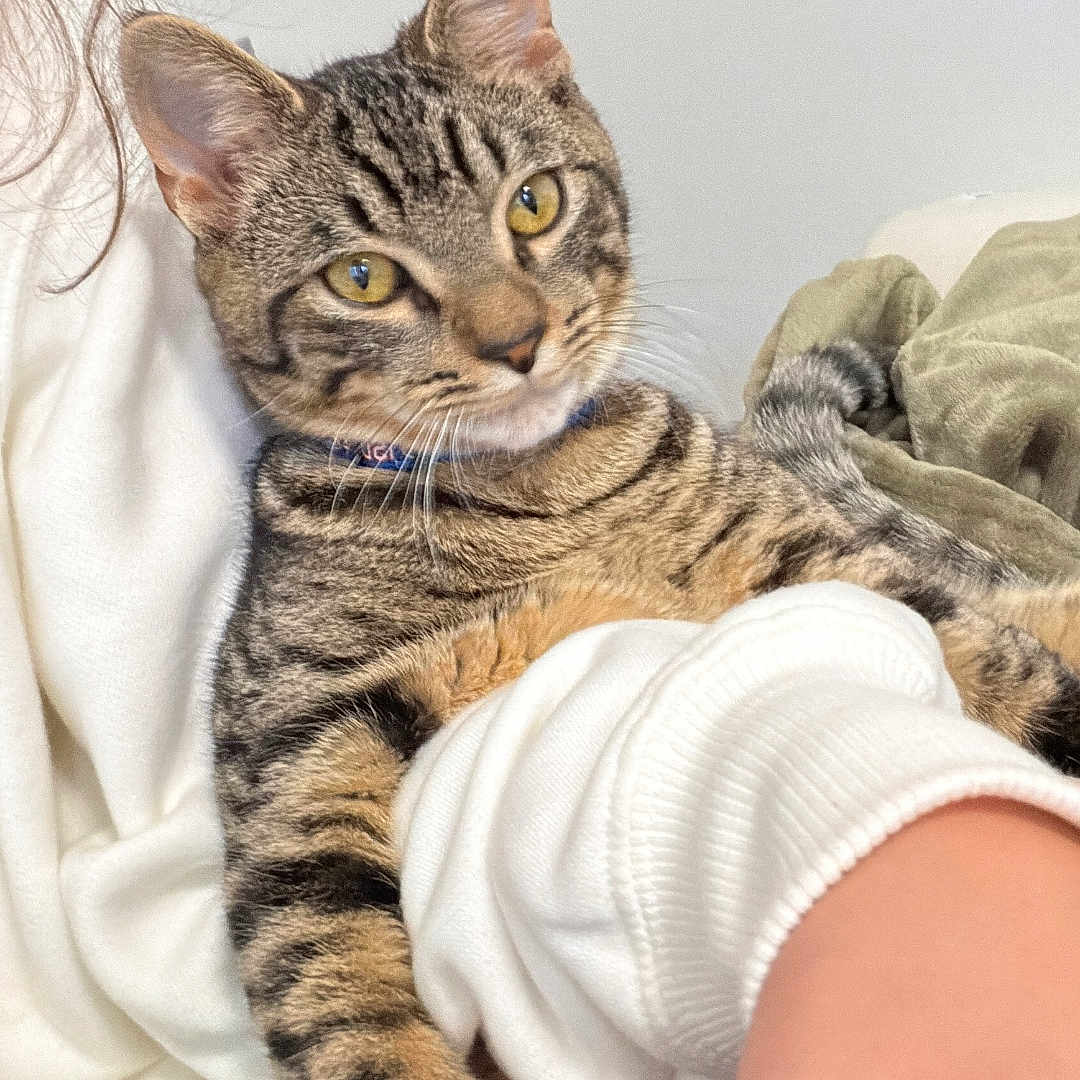 Zarco joined the competition — help win amazing prizes! cat, tabby, pet, animal, feline, striped_fur, golden_eyes, whiskers, ears, portrait, close_up, indoors, bed, blanket, person, arm, cozy, lounging, relaxed, photography