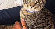 Zarco is registered to the contest to win money with this photo: cat, tabby_cat, pet, animal, golden_eyes, whiskers, ears, collar, striped_fur, portrait, close_up, sitting, bed, blanket, bedding, cuddling, human_hand, indoors, cozy, photography