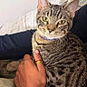 cat, tabby_cat, pet, animal, golden_eyes, whiskers, ears, collar, striped_fur, portrait, close_up, sitting, bed, blanket, bedding, cuddling, human_hand, indoors, cozy, photography