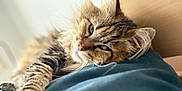 Madoka a rejoint le concours — aidez-le/la à gagner de superbes lots ! cat, tabby, feline, pet, indoor, resting, sleepy, fur, whiskers, blue_blanket, wood, headboard, closeup, portrait, relaxed, cozy, soft, animal, house, domestic