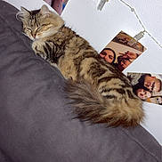 Madoka a rejoint le concours — aidez-le/la à gagner de superbes lots ! cat, tabby_cat, sleeping, couch, gray_couch, furniture, indoor, wall, photo_string, photos, clothes_pins, cozy, pet, fluffy, relaxing, domestic_cat, mammal, resting, home, cute