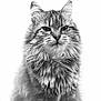 Madoka a rejoint le concours — aidez-le/la à gagner de superbes lots ! cat, fluffy, portrait, animal, feline, whiskers, fur, closeup, black_and_white, serious, pet, indoor, sitting, mammal, cute, domestic_animal, portrait_photography, long_hair, whiskers_visible, focused