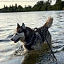 Rebelle a rejoint le concours — aidez-le/la à gagner de superbes lots ! dog, husky, water, lake, leash, harness, animal, outdoor, nature, pet, canine, playful, splash, shallow_water, sky, trees, reflection, fur, daytime, landscape