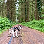 Rebelle a rejoint le concours — aidez-le/la à gagner de superbes lots ! dog, husky, leash, forest, trail, trees, greenery, nature, outdoor, path, canine, happy, walking, woods, animal, pet, daylight, fur, exercise, scenery