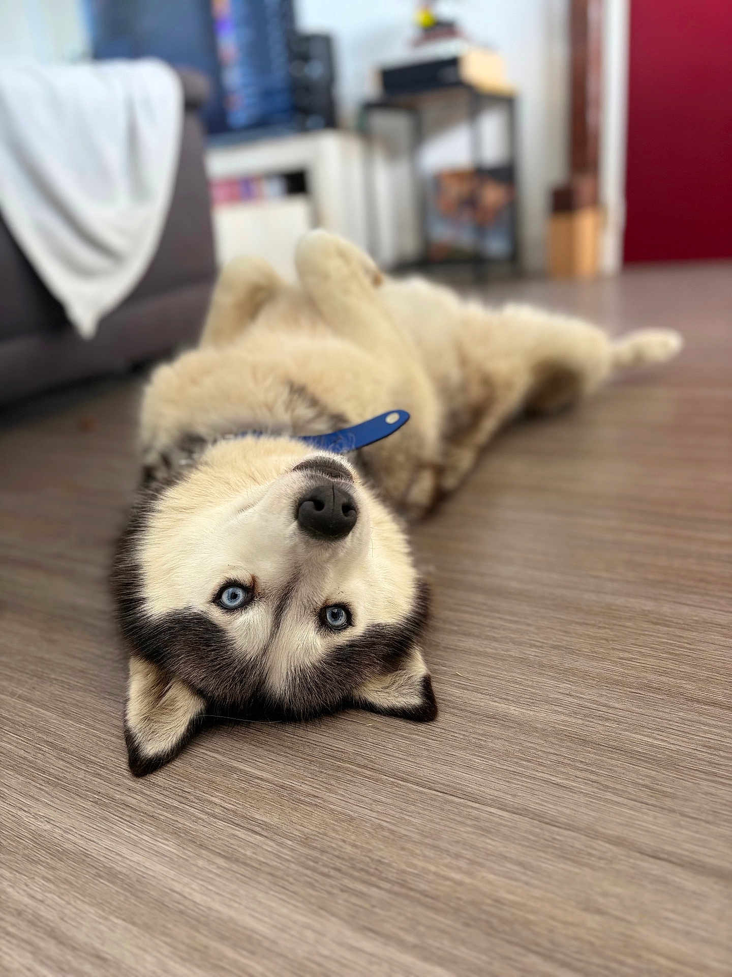 Rebelle participe au concours pour gagner de l'argent avec cette photo : dog, siberian_husky, blue_eyes, lying_down, upside_down, indoor, wooden_floor, pet, animal, fur, collar, relaxed, cute, playful, house, furniture, domestic, mammal, canine, companion