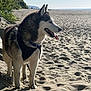 dog, husky, beach, sand, outdoor, sunny, sky, collar, harness, animal, canine, nature, tongue_out, standing, fur, pet, scenic, greenery, daytime, side_profile