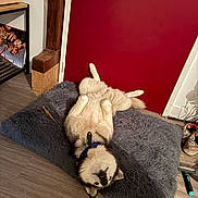 Rebelle participe au concours pour gagner de l'argent avec cette photo : dog, husky, lying_down, belly_up, cushion, indoor, floor, red_door, wood_floor, collar, pet, relaxed, fur, paw, head, face, shoes, shelf, cozy, home