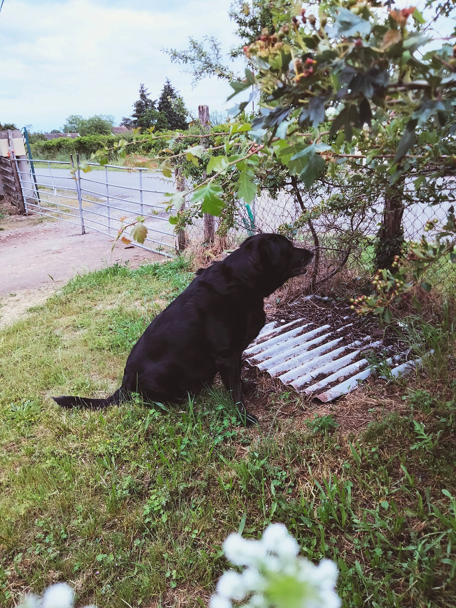 Canaille a rejoint le concours — aidez-le/la à gagner de superbes lots ! bear, canidae, carnivore, cloud, companion_dog, dog, dog_breed, felidae, fur, grass, groundcover, plant, shrub, sky, small_to_medium_sized_cats, sporting_group, tail, terrestrial_animal, tints_and_shades, tree