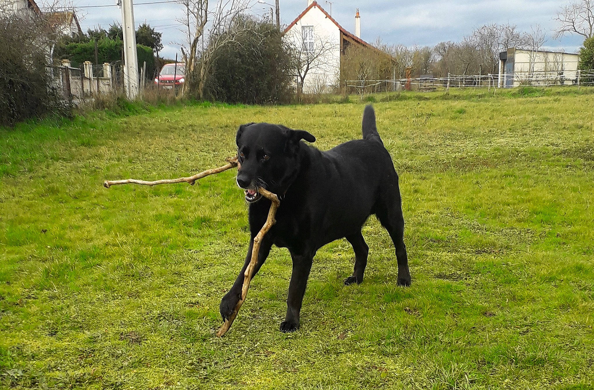 Canaille a rejoint le concours — aidez-le/la à gagner de superbes lots ! borador, canidae, carnivore, cloud, collar, dog, dog_breed, dog_collar, fawn, grass, guard_dog, gun_dog, pasture, plant, sculpture, sky, sporting_group, tail, tree, working_animal
