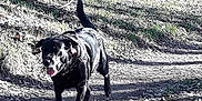 Canaille participe au concours pour gagner de l'argent avec cette photo : adventure, american_staffordshire_terrier, black_and_white, canidae, carnivore, dog, dog_breed, hunting_dog, non_sporting_group, plant, soil, sporting_group, staffordshire_bull_terrier, tree, walking, wildlife