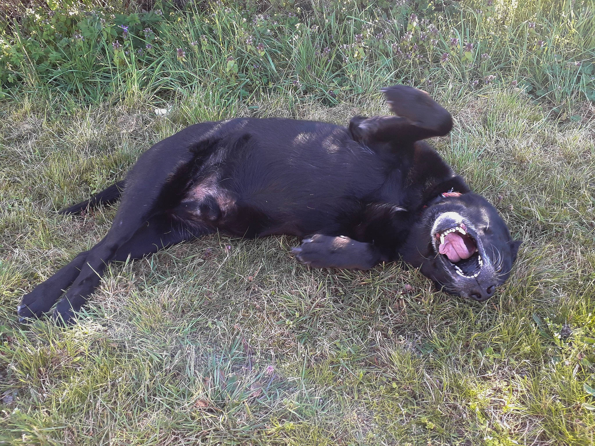 Canaille participe au concours pour gagner de l'argent avec cette photo : borador, canidae, carnivore, companion_dog, dog, dog_breed, fawn, grass, grassland, guard_dog, hunting_dog, non_sporting_group, plant, sporting_group, tail, terrestrial_animal, working_animal