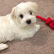 Kyubi participe au concours pour gagner de l'argent avec cette photo : puppy, dog, white_dog, pet, carpet, toy, rope_toy, cute, fluffy, indoor, animal, young_dog, laying_down, looking_up, small_dog, playful, domestic_animal, fur, companion, adorable