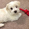puppy, dog, white_dog, pet, carpet, toy, rope_toy, cute, fluffy, indoor, animal, young_dog, laying_down, looking_up, small_dog, playful, domestic_animal, fur, companion, adorable