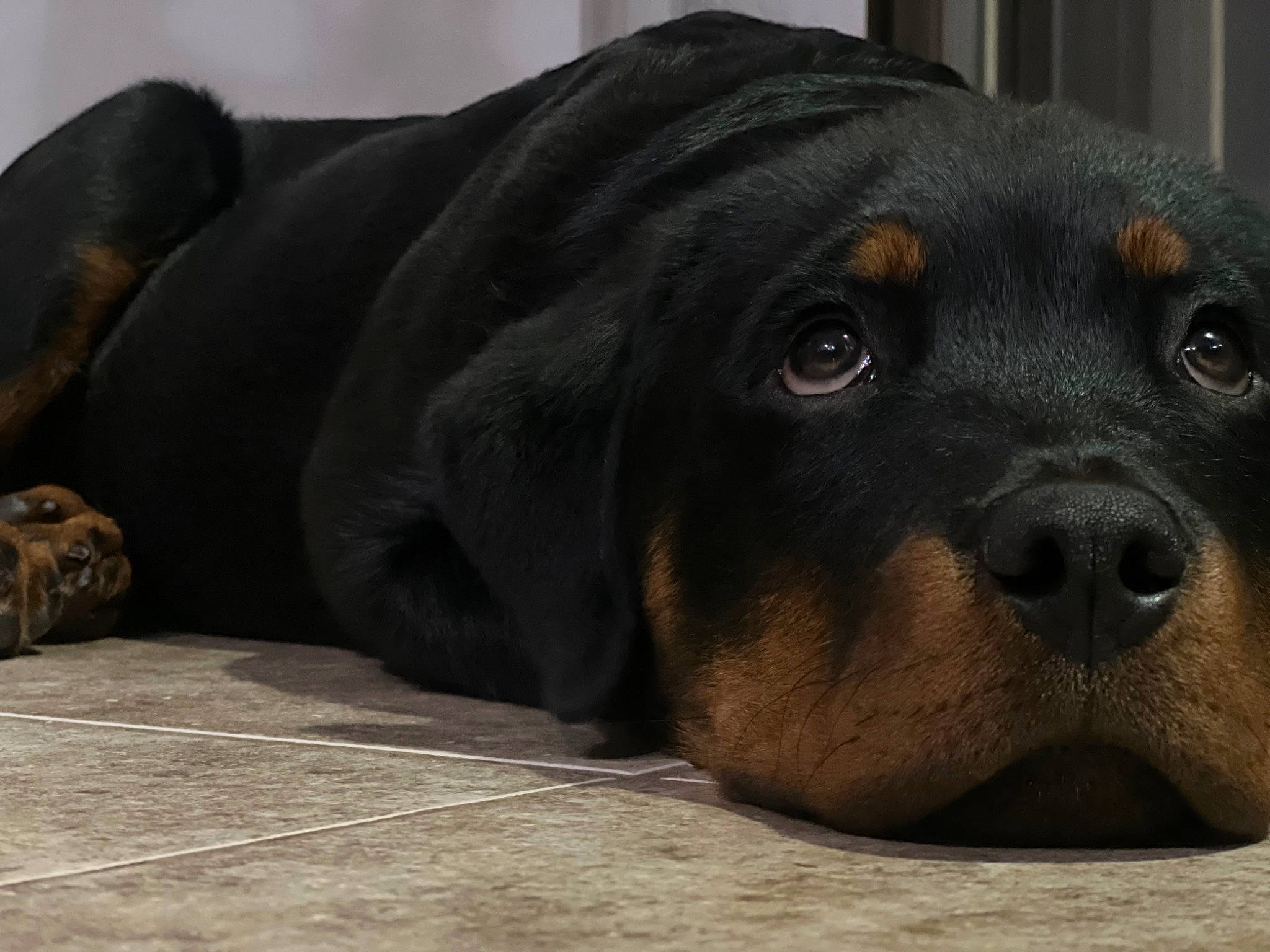 Chop is registered to the contest to win money with this photo: canidae, carnivore, comfort, companion_dog, dog, dog_breed, eye, fawn, fur, grey, liver, puppy, snout, sporting_group, terrestrial_animal, whiskers, working_animal, working_dog