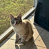 Ash is registered to the contest to win money with this photo: animal, blue_eyes, cat, curtain, daylight, domestic, feline, fluffy, grass, home, indoor, looking, pet, quiet, screen_door, shadow, sitting, sunlight, tiled_floor, window