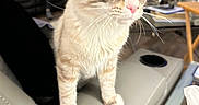 Ash joined the competition — help win amazing prizes! blurred_background, cat, couch, curious, domestic, feline, furniture, gray, indoor, lamp, living_room, man, person, pet, pink_nose, sofa, table, tissue_box, whiskers, white