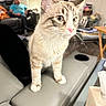 blurred_background, cat, couch, curious, domestic, feline, furniture, gray, indoor, lamp, living_room, man, person, pet, pink_nose, sofa, table, tissue_box, whiskers, white