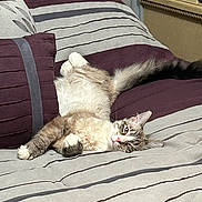 Ash is registered to the contest to win money with this photo: cat, bed, bedding, striped, pillow, indoor, feline, relaxed, resting, stretching, fur, tail, paw, cozy, comfortable, sleepy, home, furniture, striped_bedding, domestic_animal