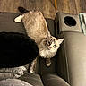 animal, blue_eyes, cat, couch, cozy, curious, feline, flooring, fur, glass, home, indoor, leather, paw, pet, relaxing, seated, table, whiskers, wood