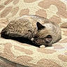 Ash is registered to the contest to win money with this photo: animal, beige, blanket, cat, cozy, cream, curled_up, cute, ears, feline, fur, indoor, patterned_blanket, paw, pet, relaxed, resting, sleeping, soft_texture, whiskers