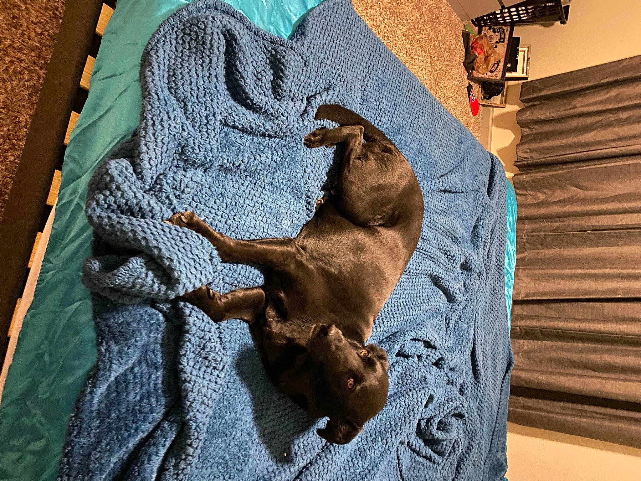 Indy is registered to the contest to win money with this photo: bedding, bedroom, brown, carnivore, comfort, companion_dog, dog, dog_breed, fawn, flooring, fur, hardwood, linens, liver, pattern, room, sleeve, sporting_group, wood, working_animal