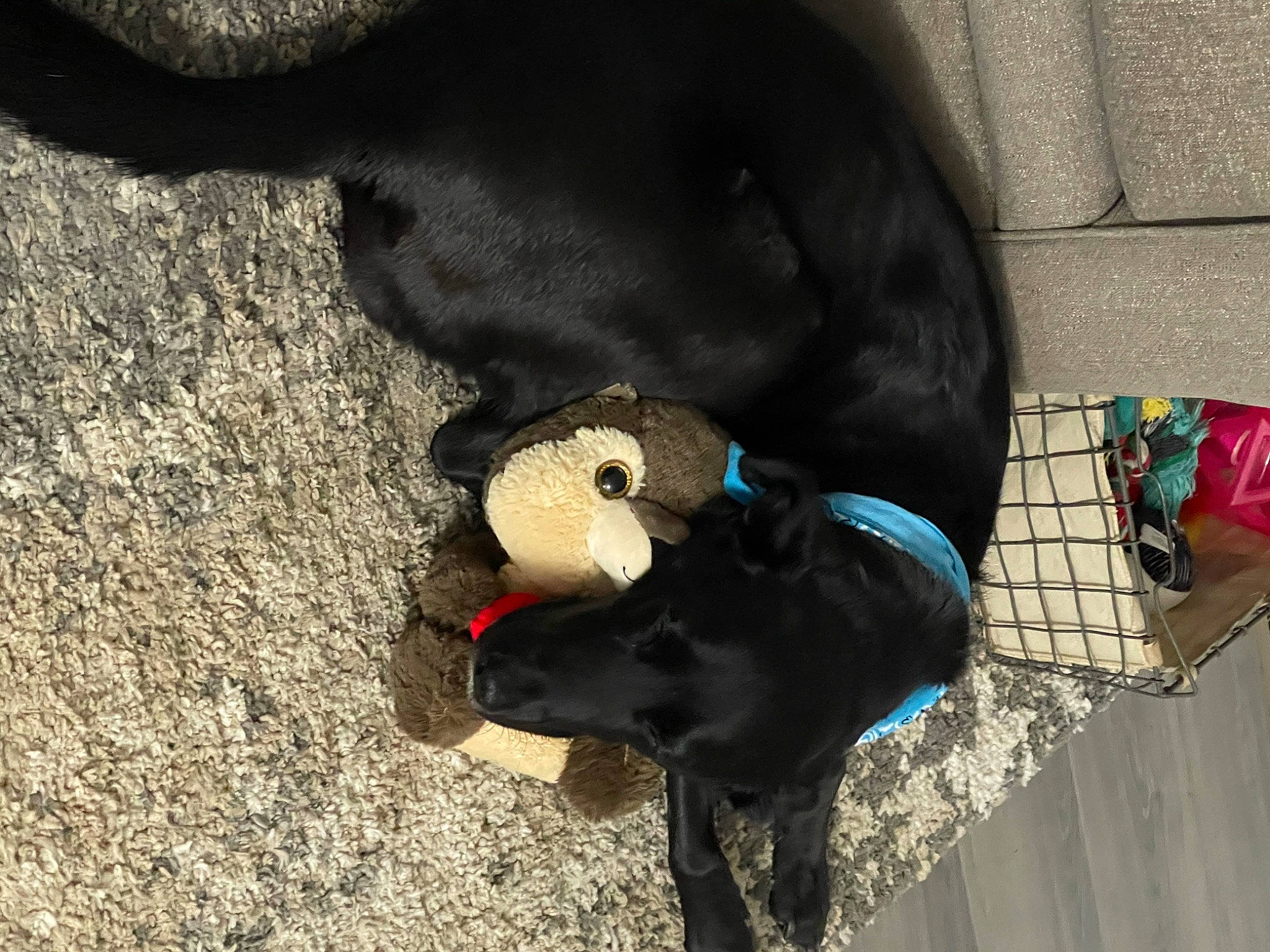 Indy joined the competition — help win amazing prizes! asphalt, canidae, carmine, collar, companion_dog, concrete, dog_breed, fashion_accessory, fur, leash, personal_protective_equipment, plush, shadow, snout, soil, sporting_group, stuffed_toy, tail, toy, working_animal