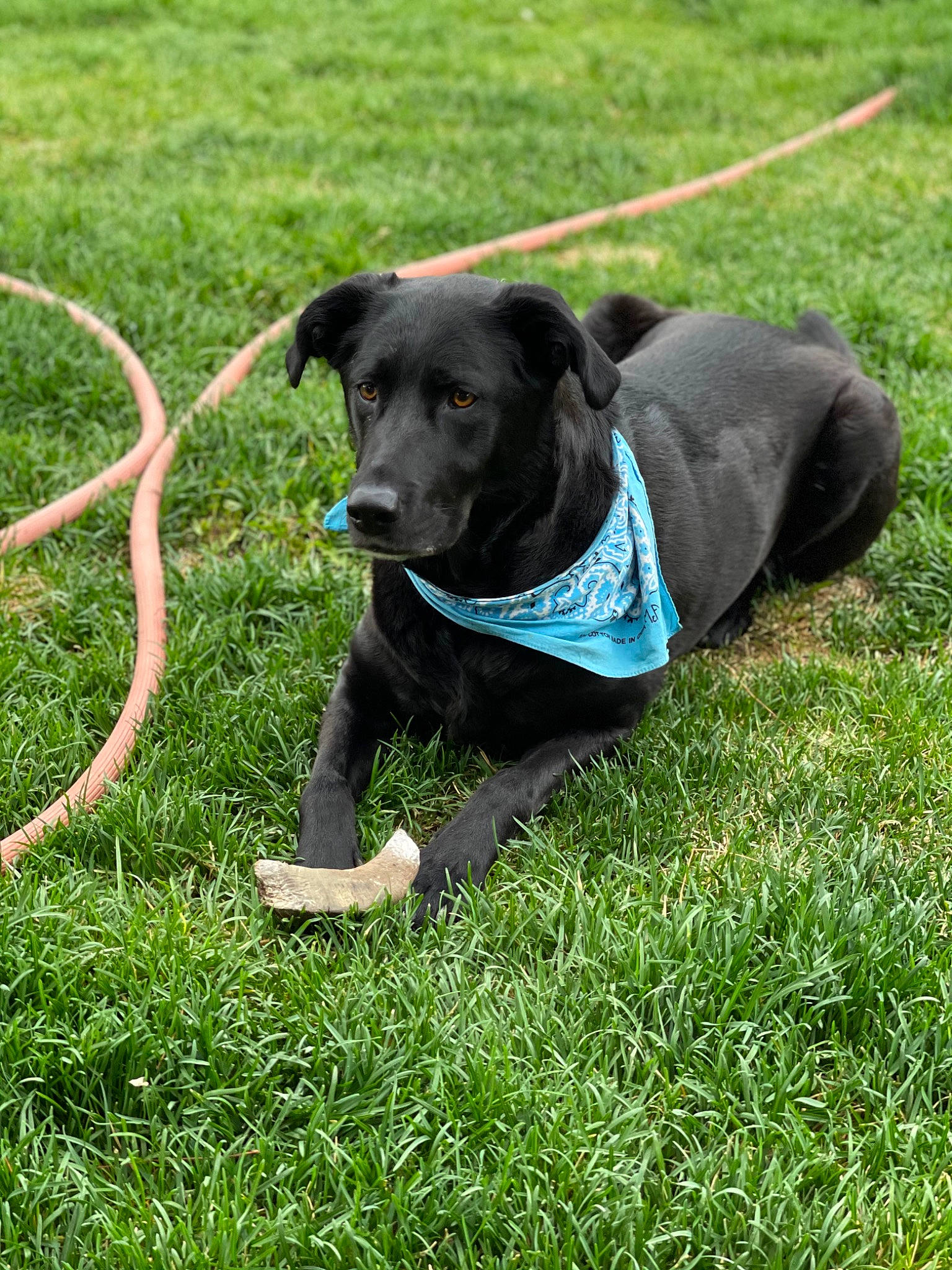 Indy is registered to the contest to win money with this photo: carnivore, chair, collar, companion_dog, dog, dog_breed, dog_collar, dog_supply, grass, lawn, leash, pasture, personal_protective_equipment, pet_supply, plant, recreation, snout, sporting_group, tail, working_animal
