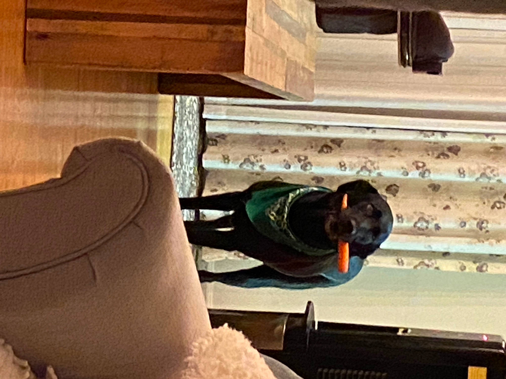 Indy joined the competition — help win amazing prizes! beam, cap, ceiling, comfort, daylighting, flooring, glass, hardwood, hat, headgear, leisure, lumber, plank, plywood, recreation, room, sun_hat, tints_and_shades, wood, wood_stain