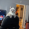 Moonshine joined the competition — help win amazing prizes! cat, kitten, blue_eyes, portrait, indoors, chair, gaming_chair, sitting, standing, animal, pet, feline, fluffy, whiskers, ears, face, home, living_room, television, doorway