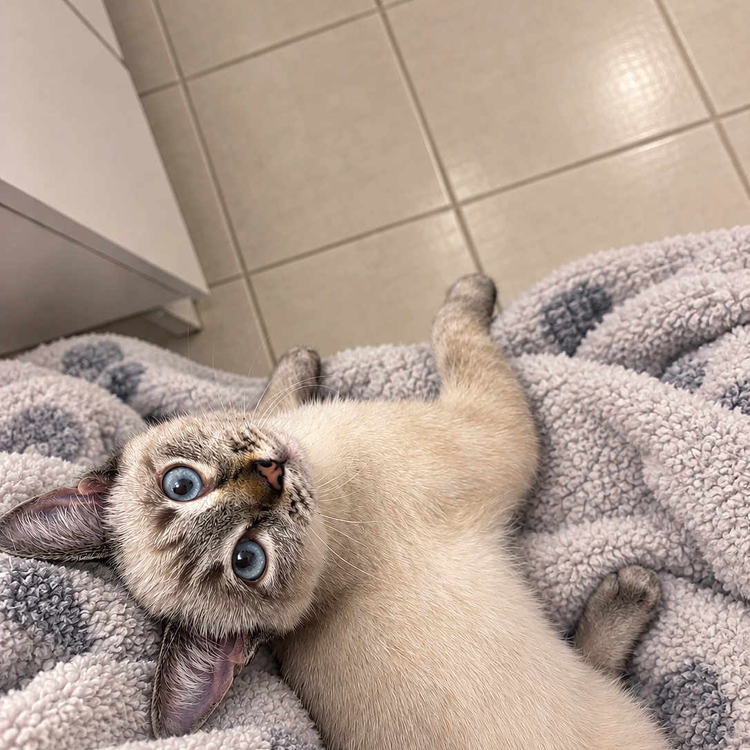 Moonshine is registered to the contest to win money with this photo: cat, kitten, siamese_cat, blue_eyes, animal, pet, lying_down, upside_down, fluffy_blanket, cozy, indoor, bathroom, tile_floor, portrait, close_up, whiskers, pointed_ears, raised_tail, relaxed, cute