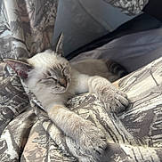 Moonshine joined the competition — help win amazing prizes! cat, kitten, siamese_cat, sleeping, sleepy, relaxed, animal, pet, feline, paws, whiskers, ears, cream_fur, brown_points, striped_tail, blanket, bedding, indoors, cozy, portrait