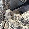 cat, kitten, siamese_cat, sleeping, sleepy, relaxed, animal, pet, feline, paws, whiskers, ears, cream_fur, brown_points, striped_tail, blanket, bedding, indoors, cozy, portrait