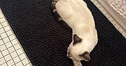 Moonshine joined the competition — help win amazing prizes! cat, kitten, cream_colored, siamese, animal, pet, bathroom, bathtub, bath_mat, tile_floor, black_mat, lying_down, stretching, relaxed, sleeping, paw, whiskers, indoor, home, funny
